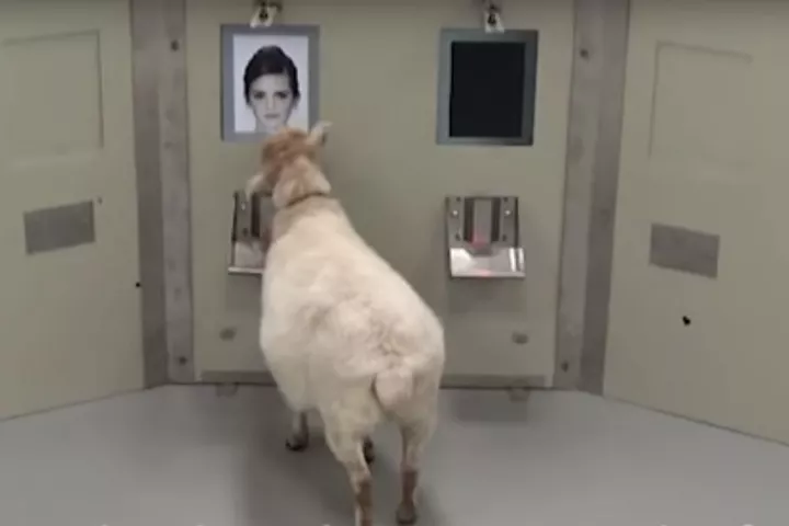 Sheep were able to select the faces of celebrities from a random queue of images with a high rate of success