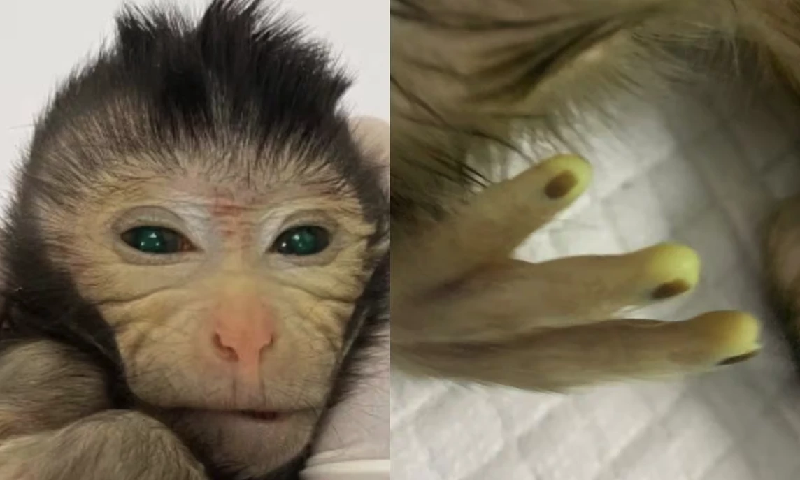 Images show the green fluorescence signals in different body parts of the three-day-old chimeric monkey