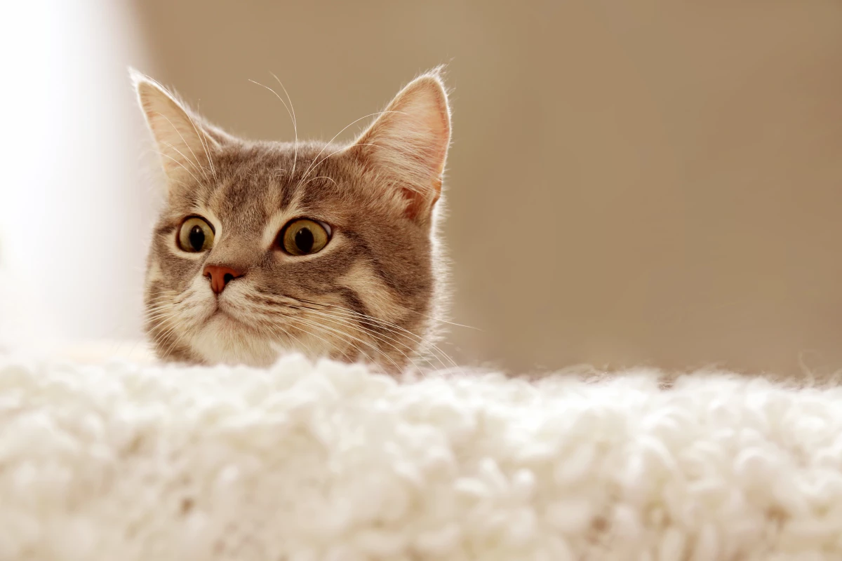 From feline to felony: New DNA technique has the potential to detect if a specific cat owner has been at the scene of a crime