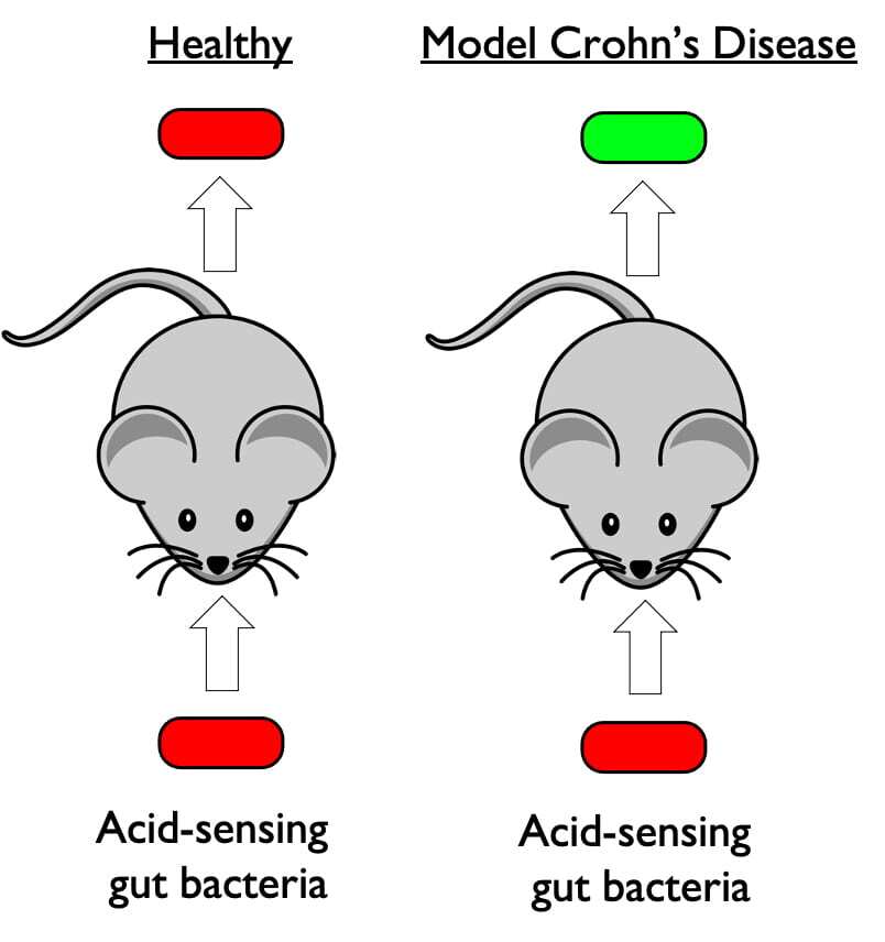 The idea would be the bacteria produce red fluorescent molecules when a patient's intestines are at normal acid levels but green molecules when pH levels drop