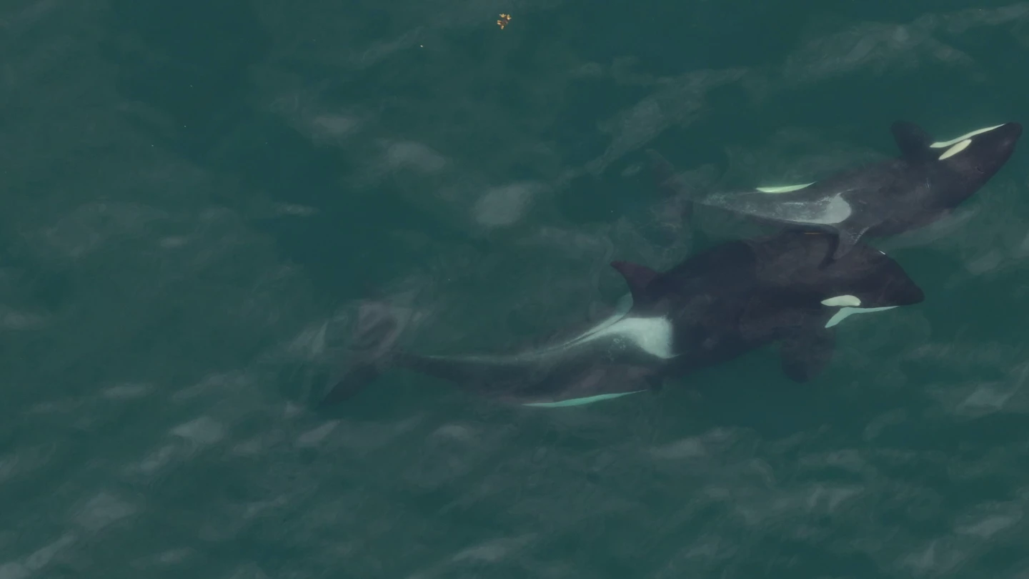 Two orcas rubbing the kelp "tool" across their skin