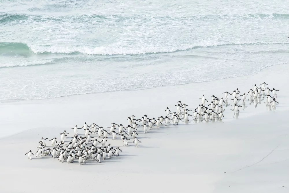 Nominee, Amateur, Seascapes. Rockhopper penguins