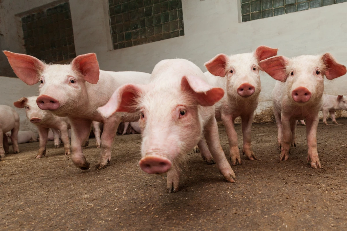 Despite FDA approval there are no immediate plans for genetically modified pig meat to be commercially sold in supermarkets