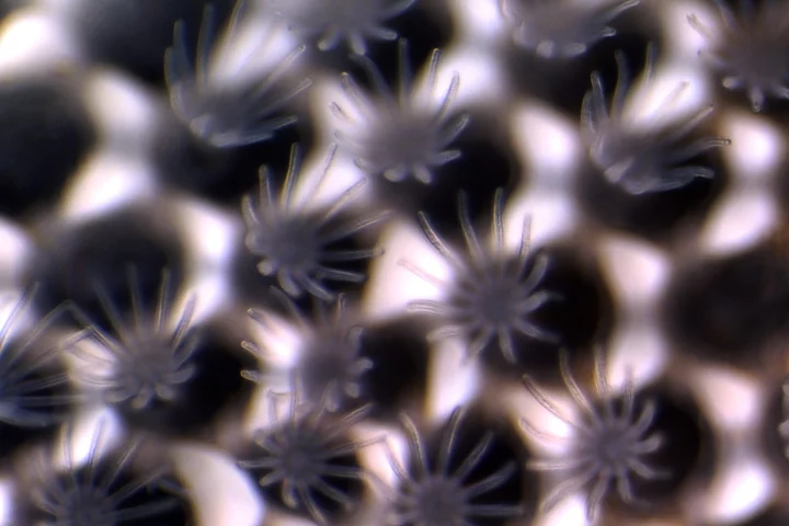 When exposed to conditions that already occur in some parts of the ocean, invertebrate aquatic creatures called bryozoans were found to start dissolving