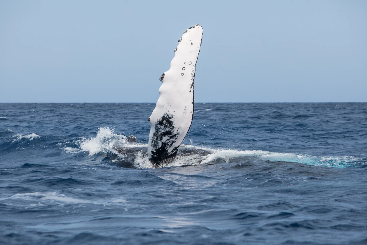 This humpback whale gives the world the flipper, providing a good look at its tubercles