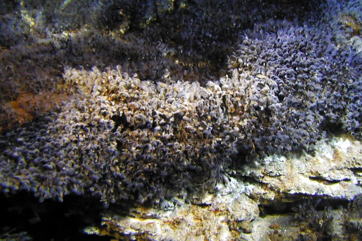 Barnacles are a major cause of fouling of ship hulls (Image: NOAA)