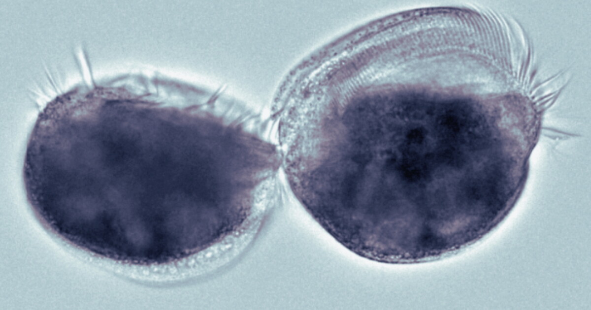 Microbe can turn into a "supergiant" cannibal (and we're ...