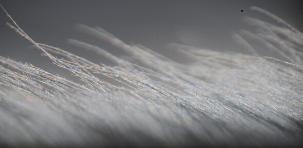 The structure of an owl’s wing reduces noise by smoothing the passage of air as it passes over the wing – scattering the sound so their prey can’t hear them coming