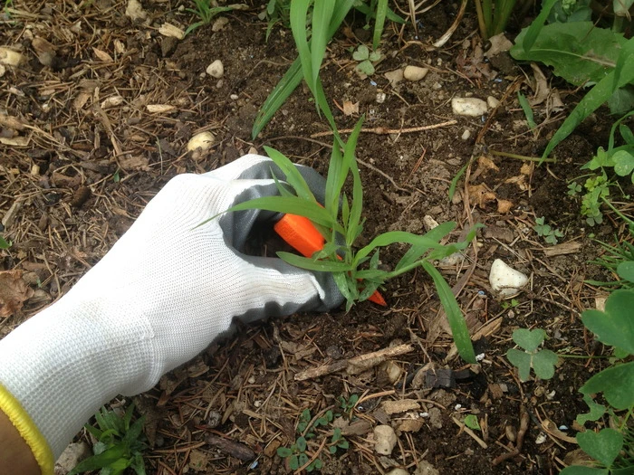 Using the Ring Weeder to make weeding by hand a little easier