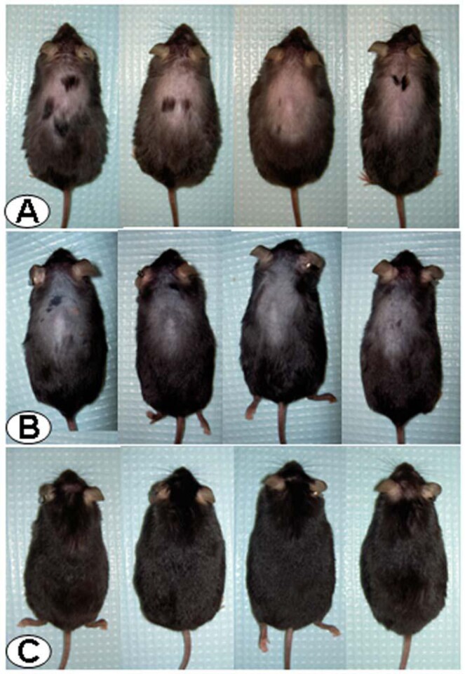The mice before and after injections with astressin-B