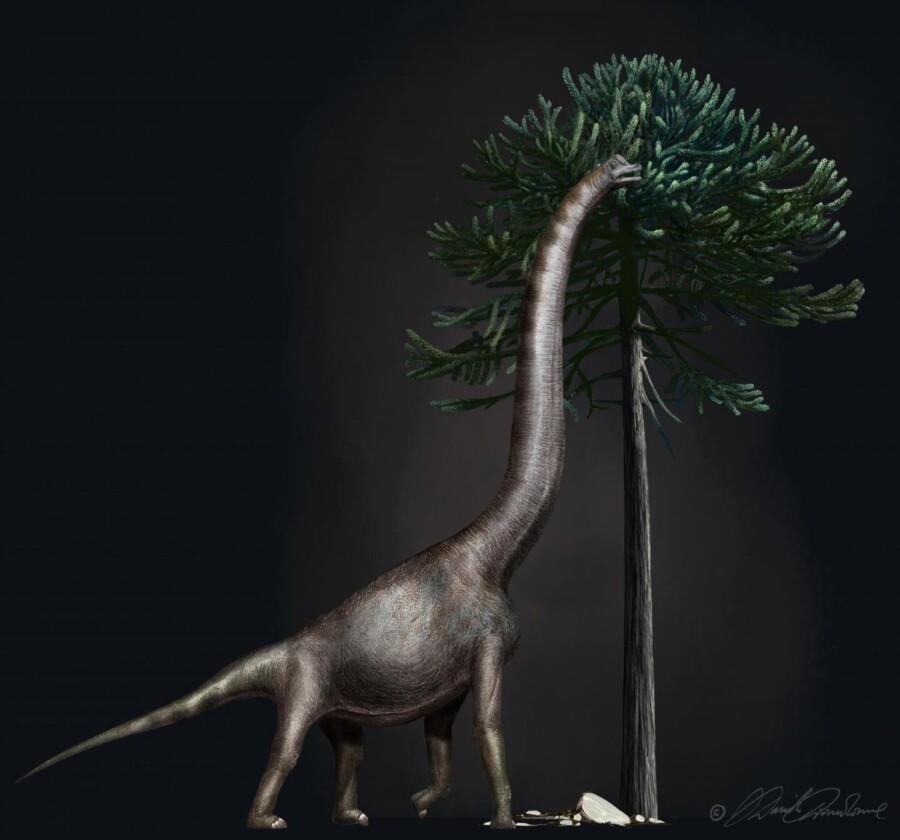 This illustration shows a Brachiosaurus eating from an Araucaria tree