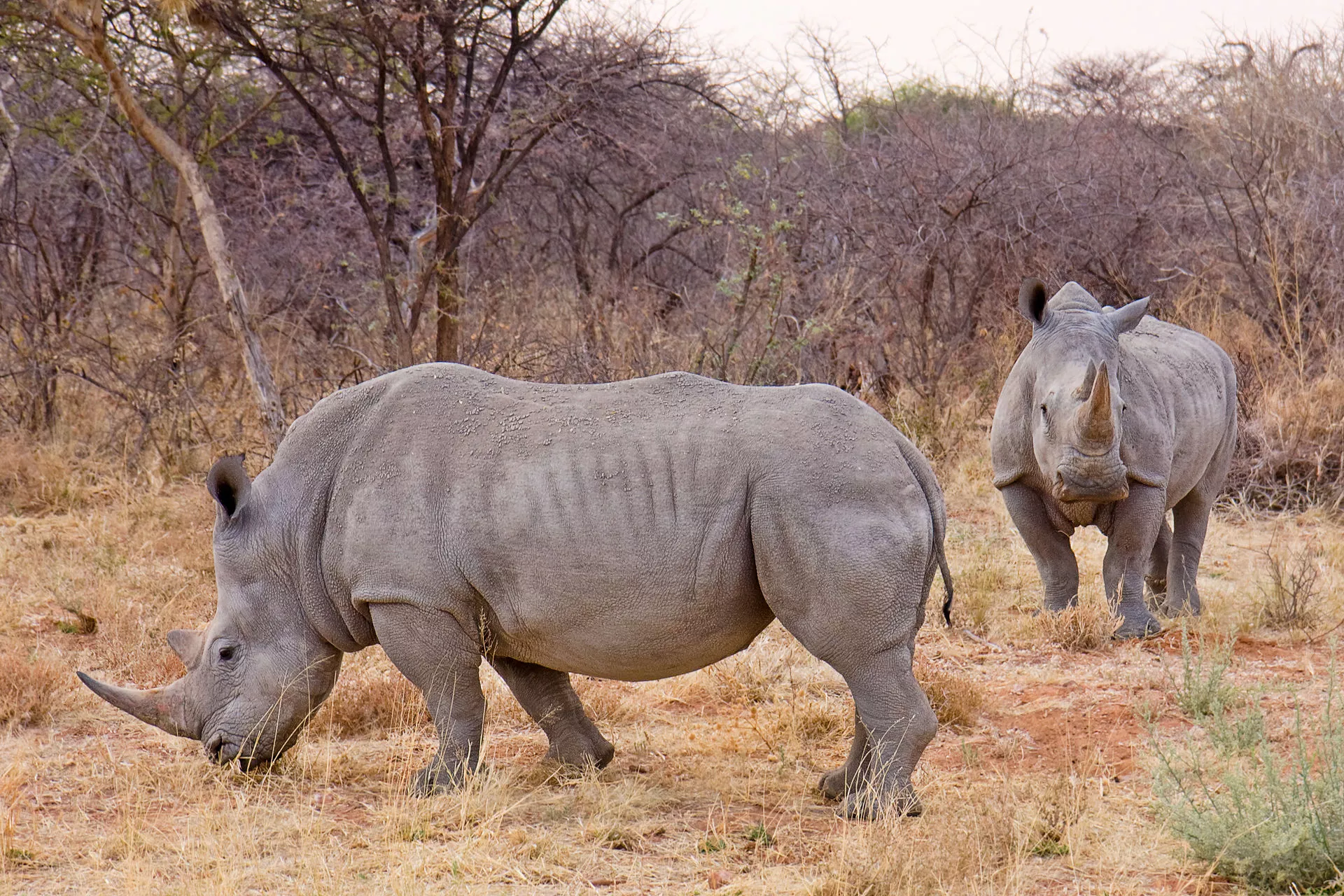 White rhino numbers have bounced back to more than 20,000 individuals compared with fewer than 100 in the early 20th Century