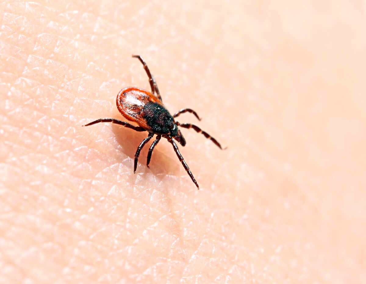 Scientists have uncovered a potential new treatment for Lyme disease, which is spread by ticks and affects as many as 300,000 people a year in the US
