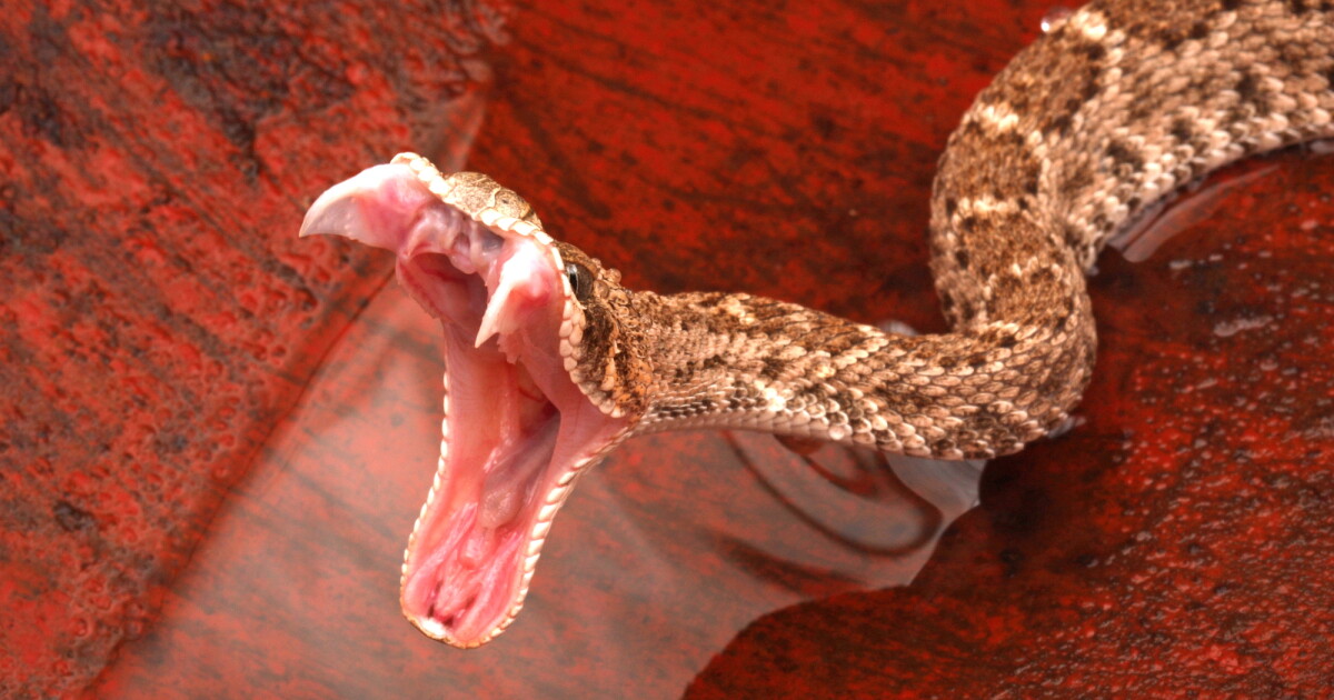 Ultra-slo-mo reveals how the deadliest snakes make the most of their bites