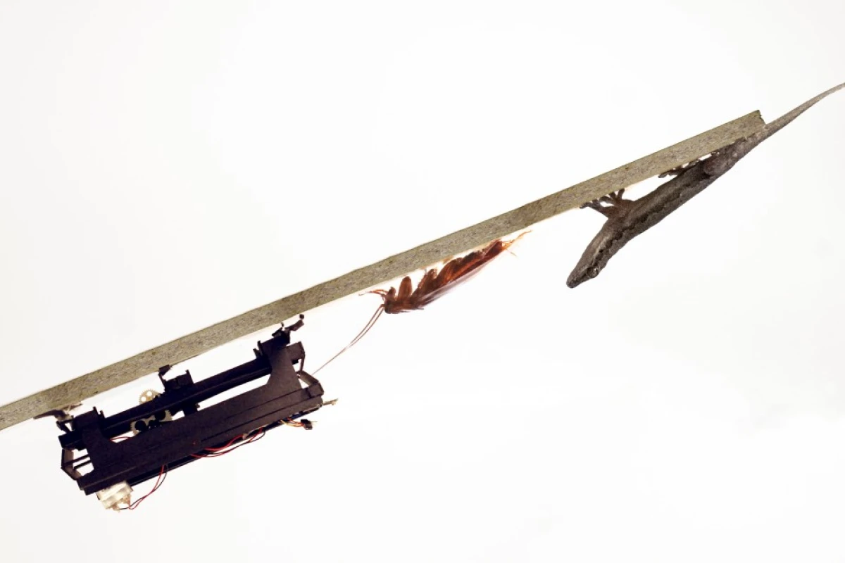The DASH robot, a cockroach and a gecko are all capable of running to the edge of a ramp, and flipping themselves onto its underside