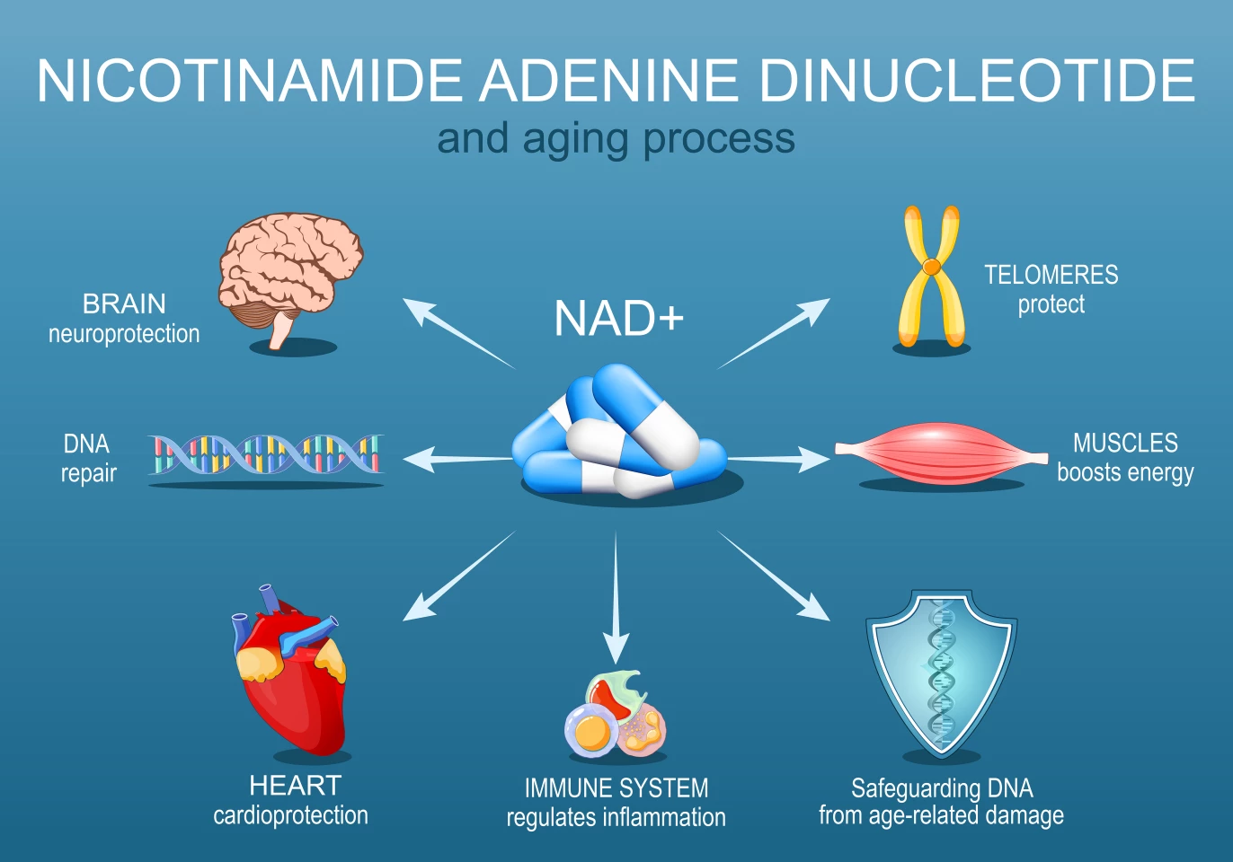 NAD+ plays a pivotal role in cellular metabolism and healthy aging