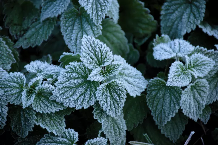The patterns of frost formation on leaves has inspired a new type of ice-repellent coating