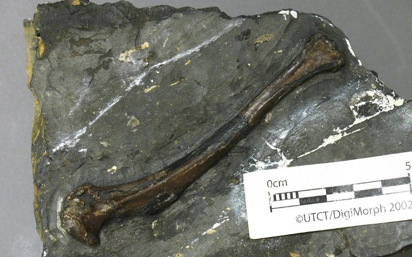 Tingmiatornis arctica bird fossil