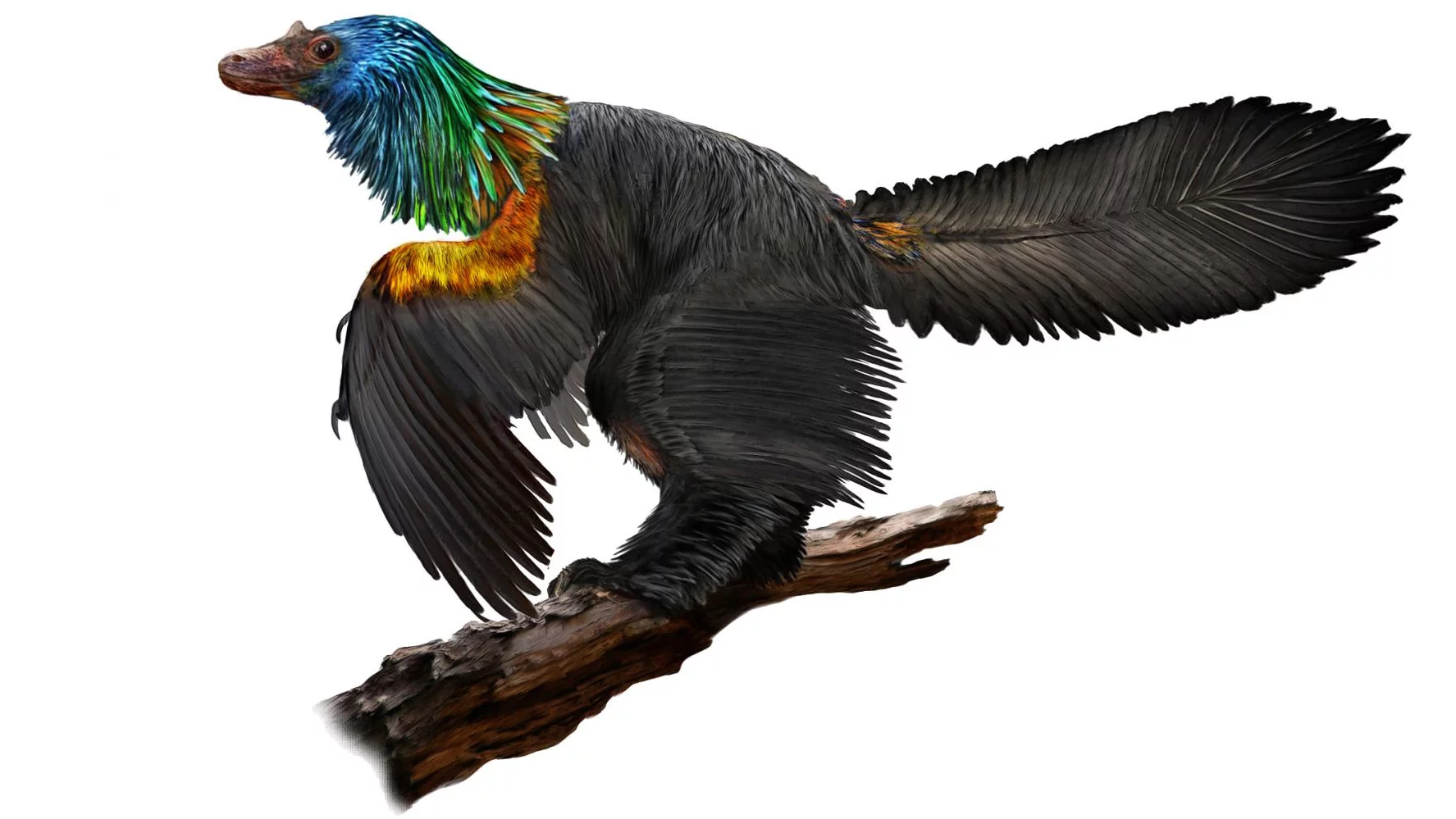 A newly described species of dinosaur was found to have a unique combination of old and new traits