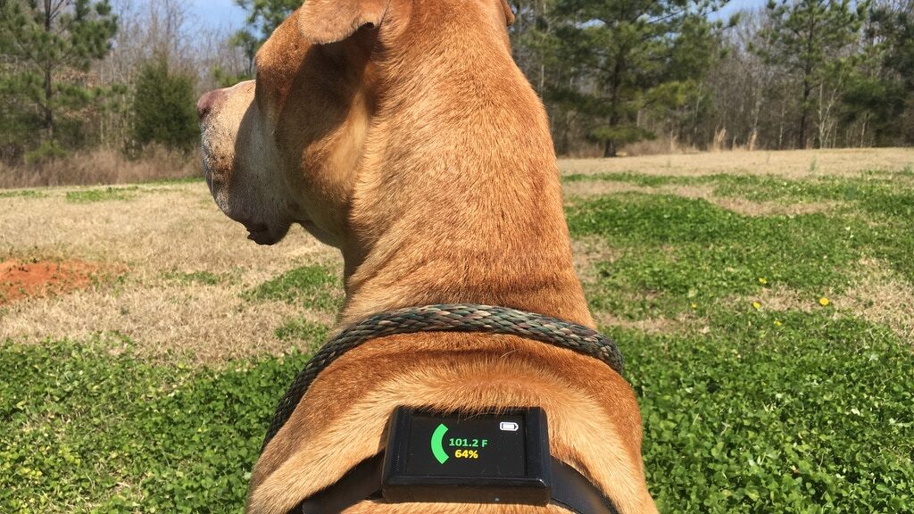 The Dawg Tag's electronics module contains the system's USB-rechargeable battery, the charge level of which is displayed on the screen