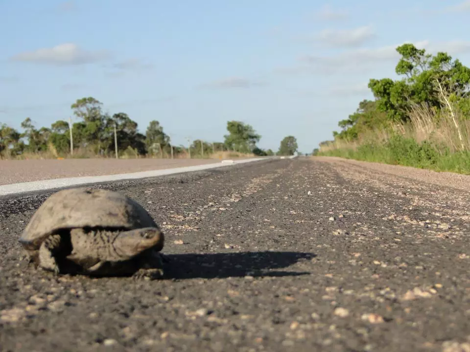 Possible solutions include tunnels, screens, and speed reduction devices