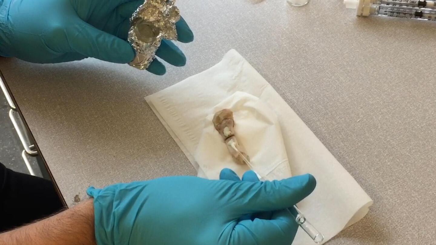 The resin is applied to a rat bone