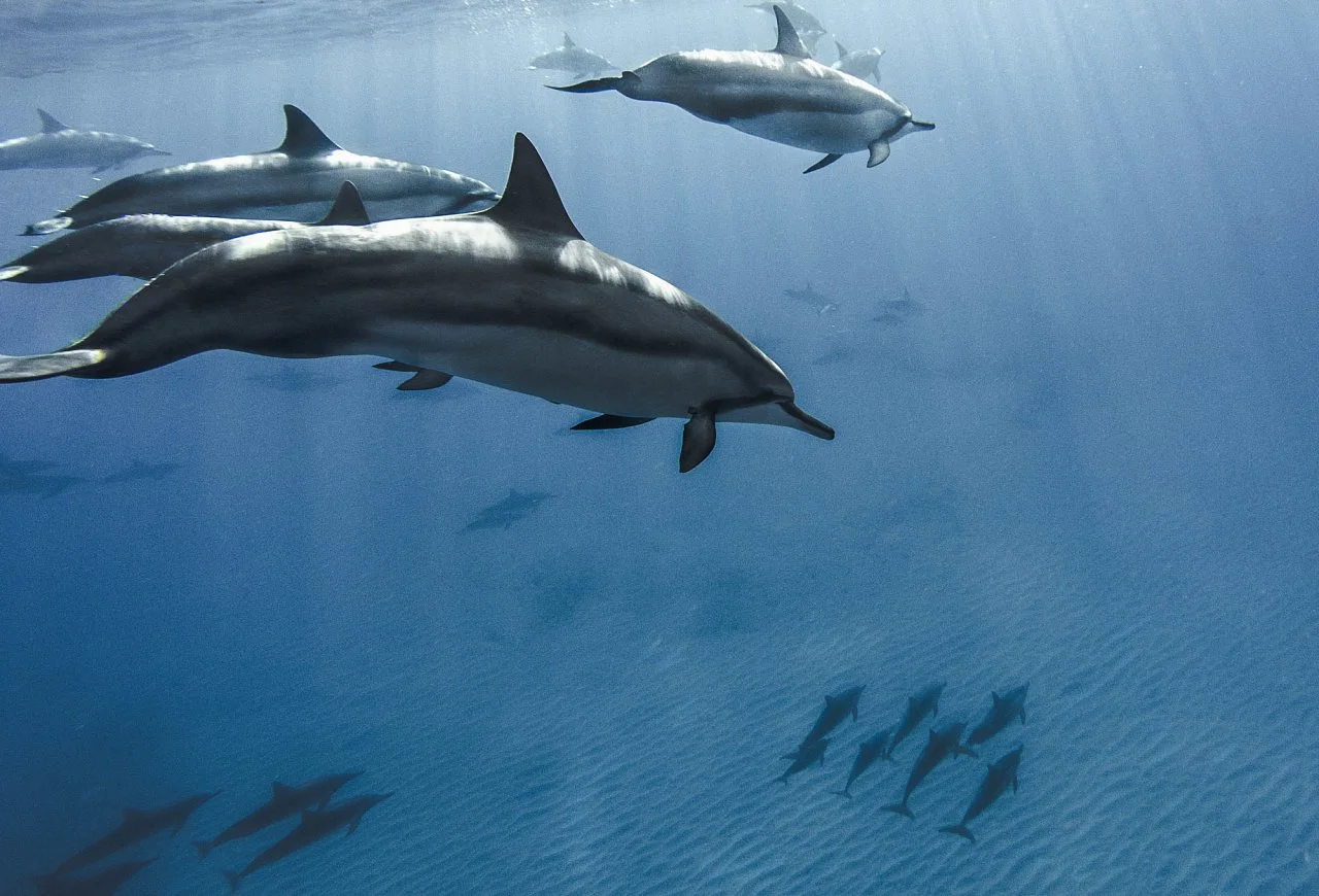 A judge's pick, Ubiquitous, dolphins in Hawaii