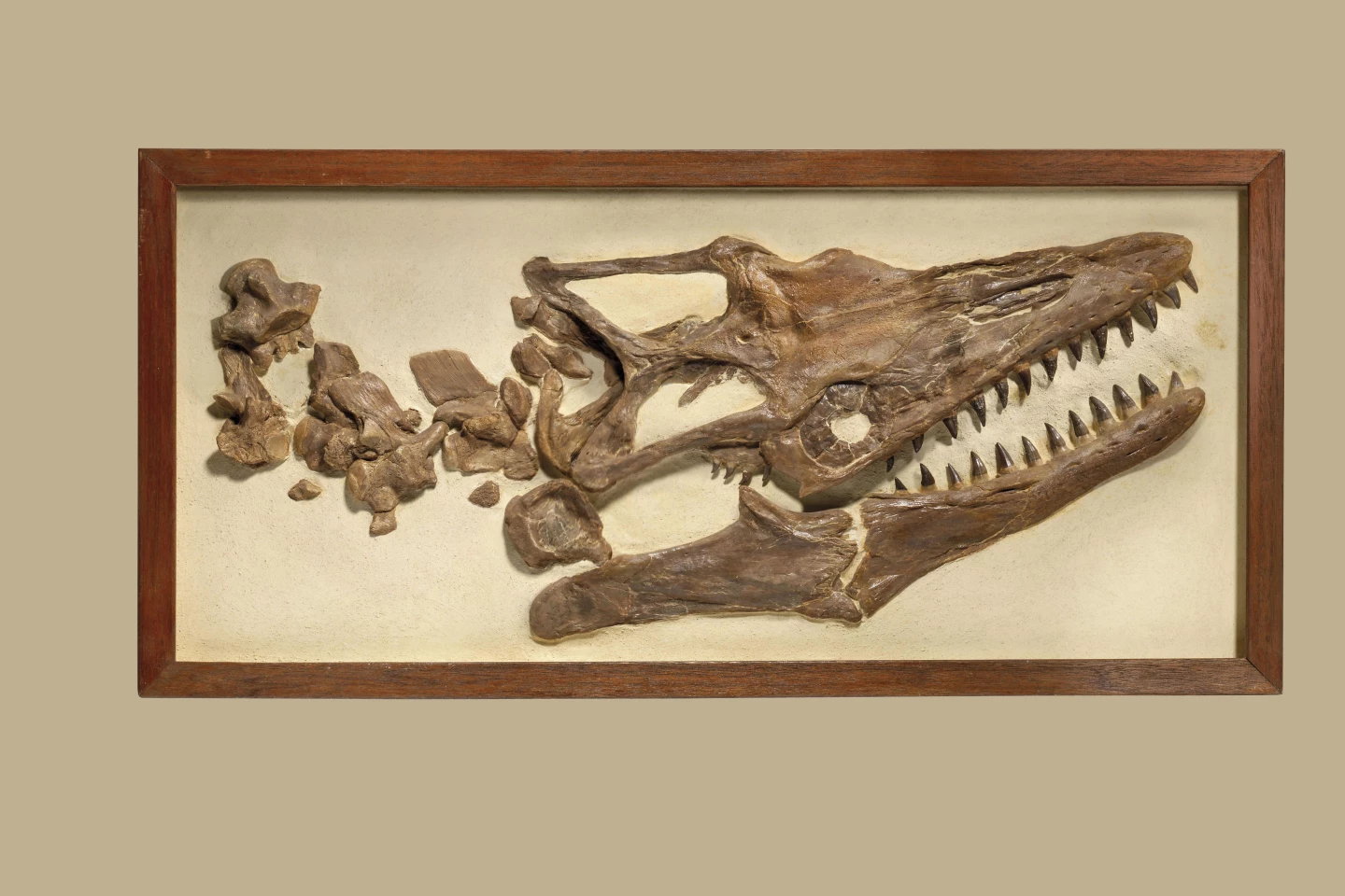This 181⁄4 x 373⁄4 x 3 inch (46.5 x 96 x 8 cm) framed Mosasaur skull and neck vertebrae is from the Niobrara Formation in Kansas, USA. The Mosasaur dates from the Late Cretaceous (87 to 82 million years ago) period and is set in plaster.