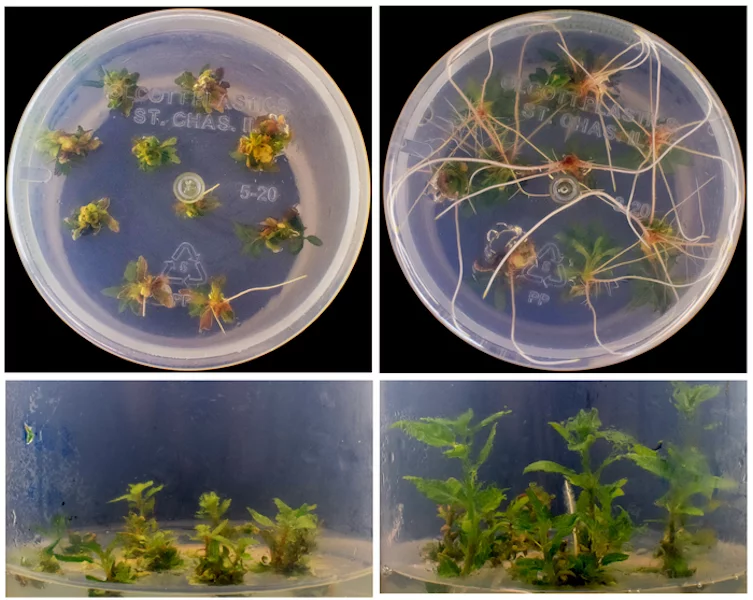 Left: poplar plants grown with a single gene edit using regular CRISPR-Cas9. Right: Poplars grown using the new CRISPR-Combo to have a gene edited and others activated