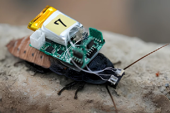 Lights shone into a cockroach's individual eyes can steer it left or right thanks to an innate tendency to avoid UV light