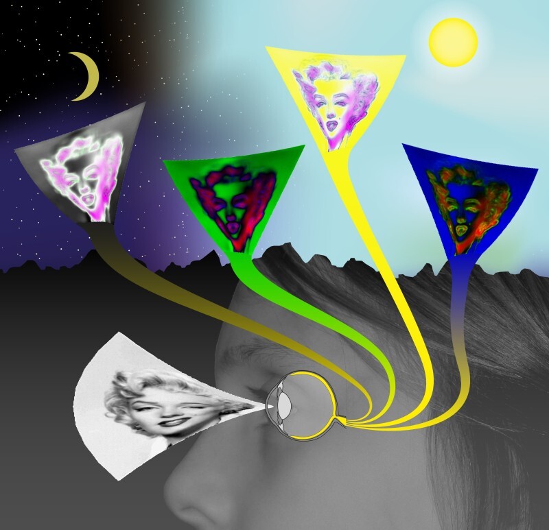 The study found that the neural activity pattern for a given image or scene fundamentally changes whenever the brightness of the environment is changing (Image: Thomas Münch/University of Tübingen)