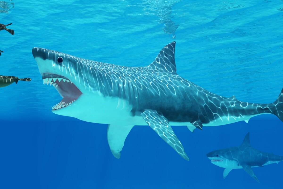 An artist's impression of Megalodon, a giant prehistoric species of shark that went extinct about 2.6 million years ago