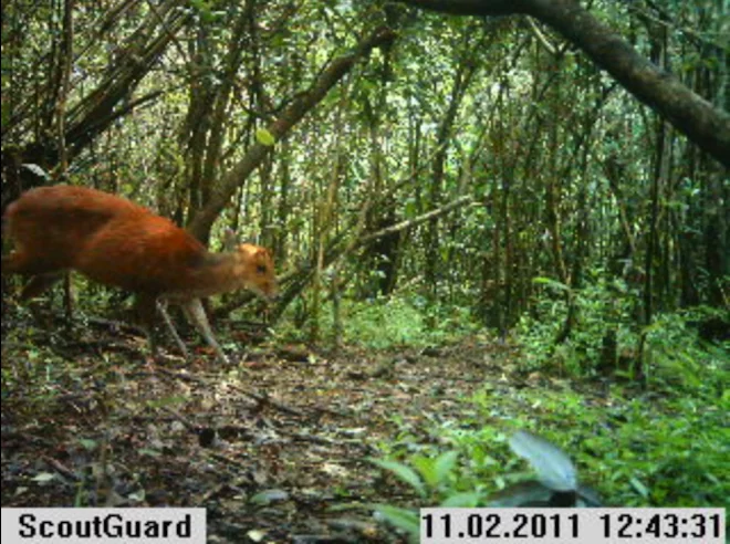 Instant Wild is a conservation app that sends photos of wild animals to users' iPhones, as those animals trigger camera traps in the wild