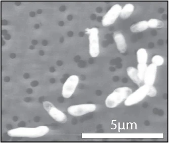 The GFAJ-1 bacteria, grown on phosphorous