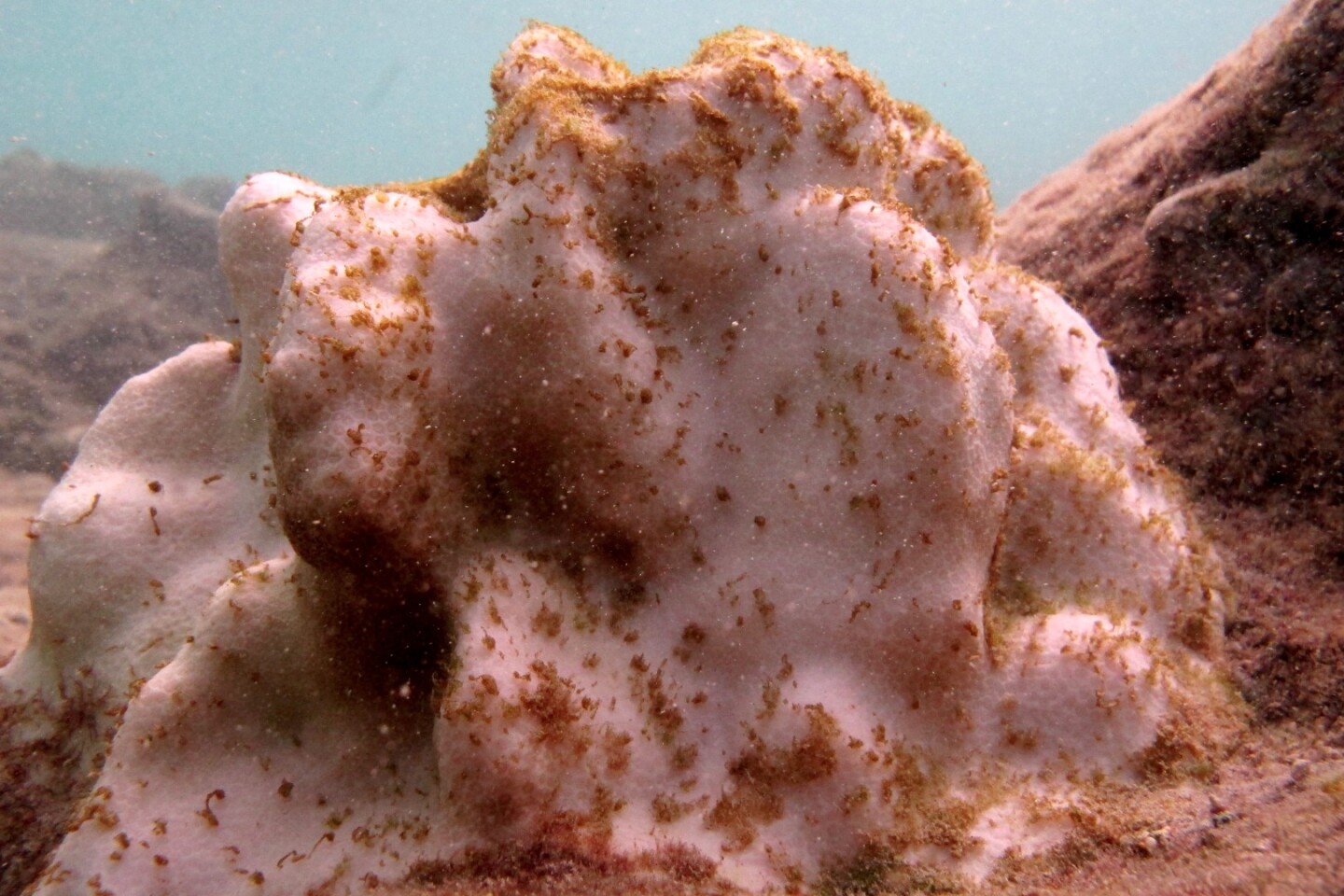 Bleached coral in Hanauma Bay