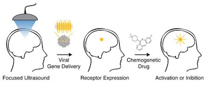 A diagram illustrating the acoustically targeted chemogenetics (ATAC) method
