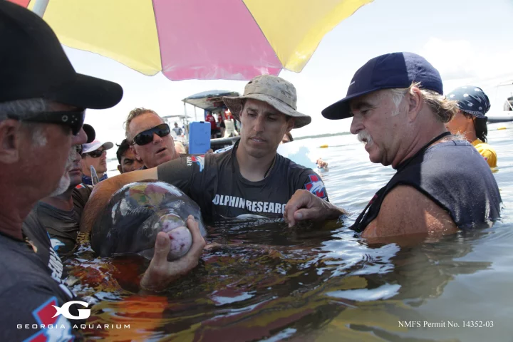 Researchers examine a dolphin during the superbug tests