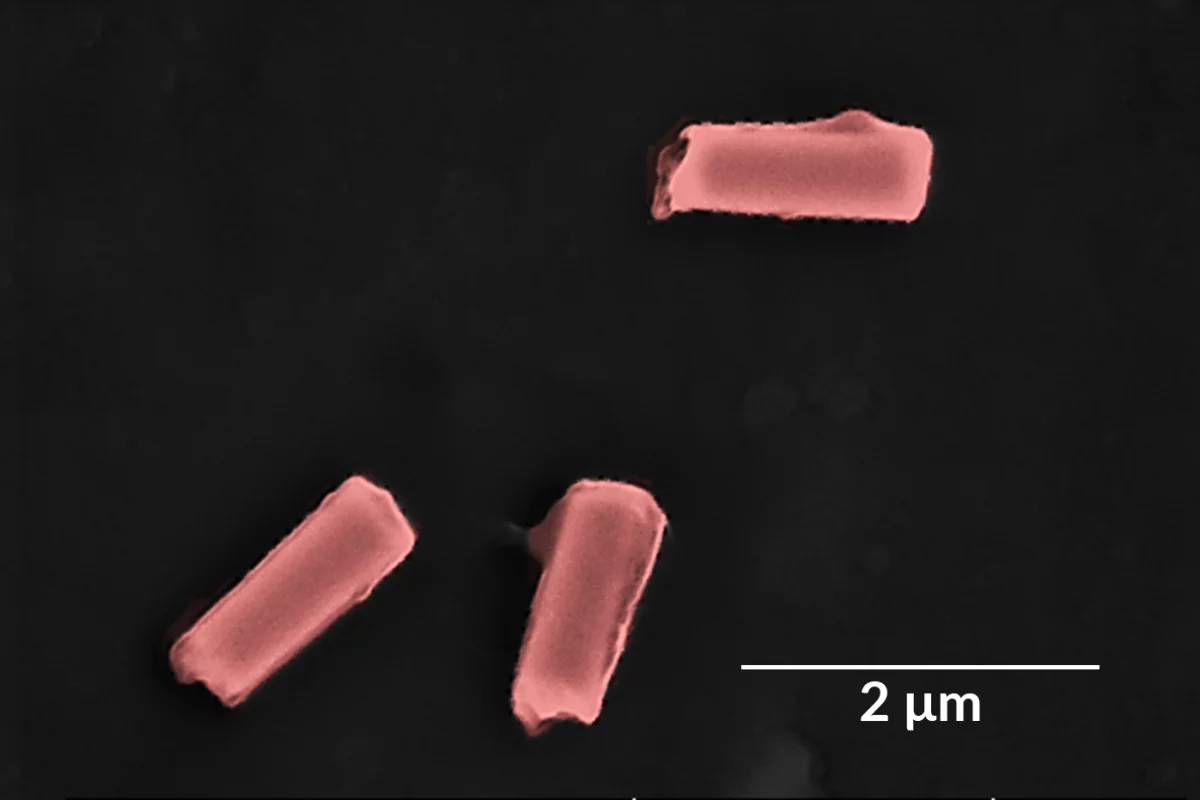 A colored scanning electron microscope image of some of the nanorobots