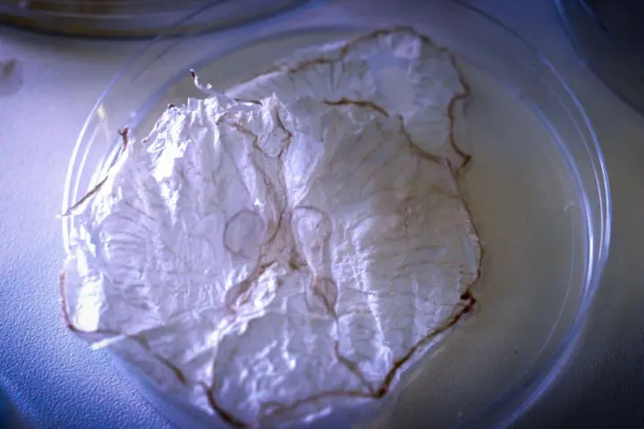 The crisps reportedly don't have much flavor – not unlike plain potato chips