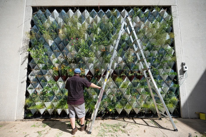 Although designed by two professors, the living wall was built mainly by a team of students