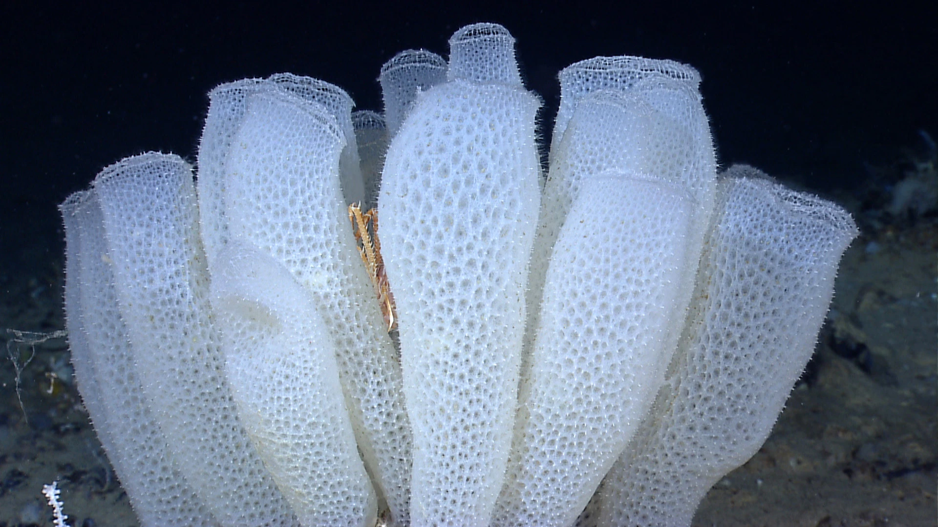 A glass sponge, also known as Venus' flower basket, which boasts a skeleton that features a surprisingly strong lattice structure