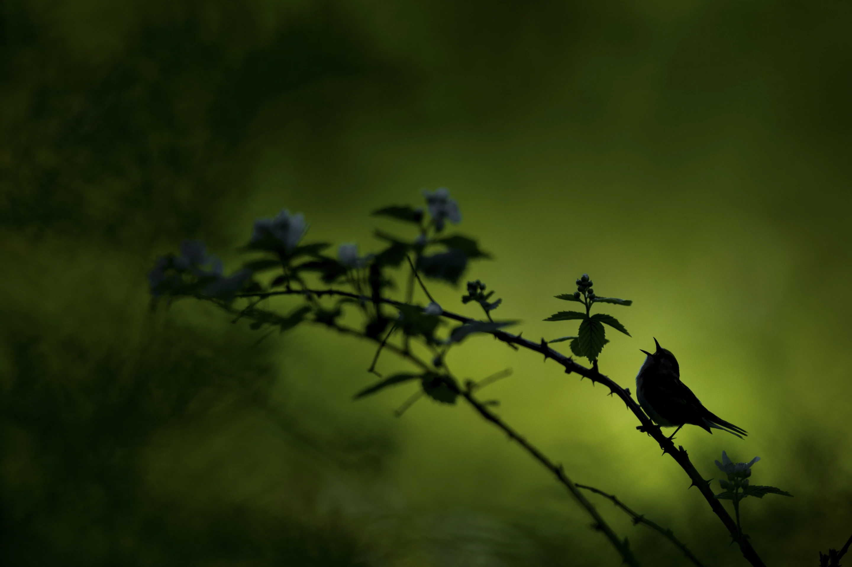 Second Place, Wildlife. A Chestnut-sided Warbler sings out.