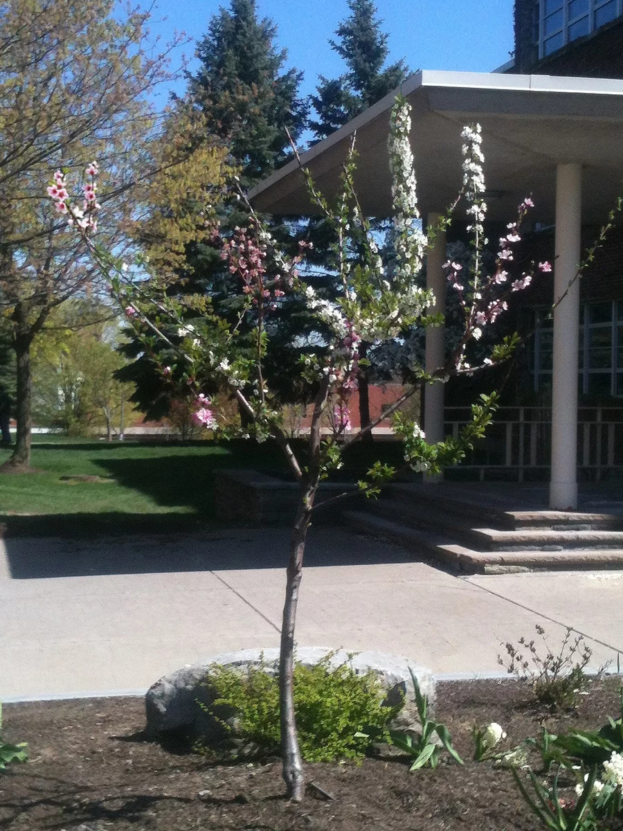 During spring, the trees blossom in variegated tones of pink, crimson and white (Image: Sam Van Aken / Ronald Feldman Fine Art)