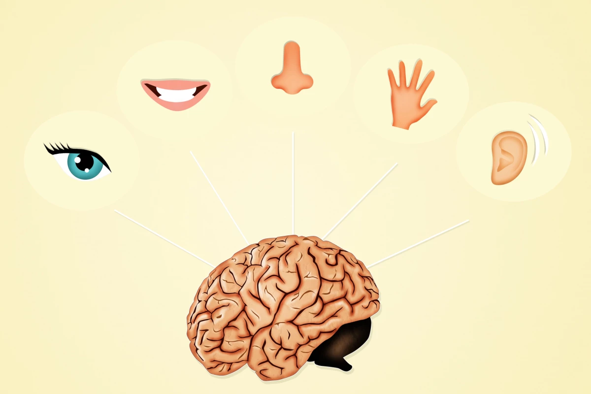 If we lose one sense maybe we can retrain other sensory pathways to pick up the lost information?