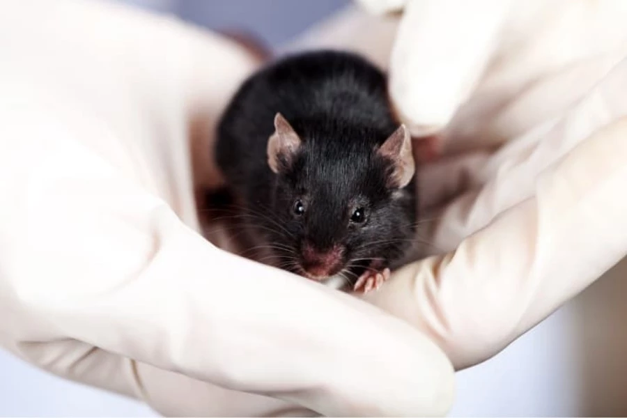The embryos were from lab mice with this dark-fur phenotype