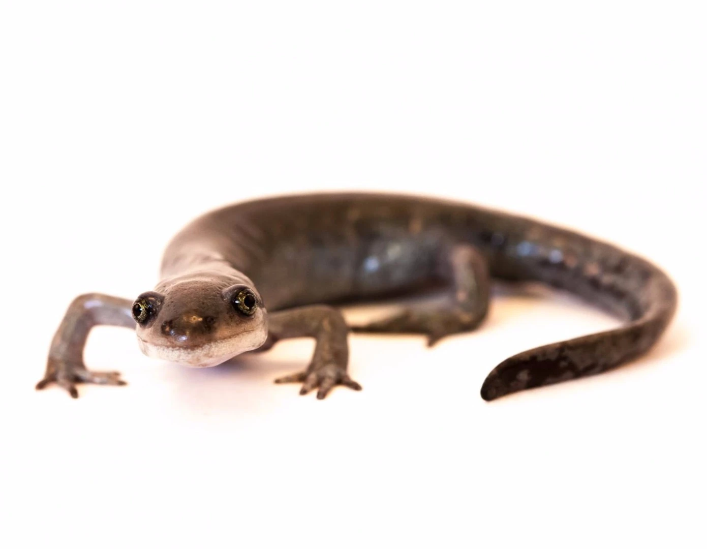 Proving that unisexuality isn't an evolutionary dead end, the unisexual Ambystoma salamander has a novel way of using males to continue its lineage
