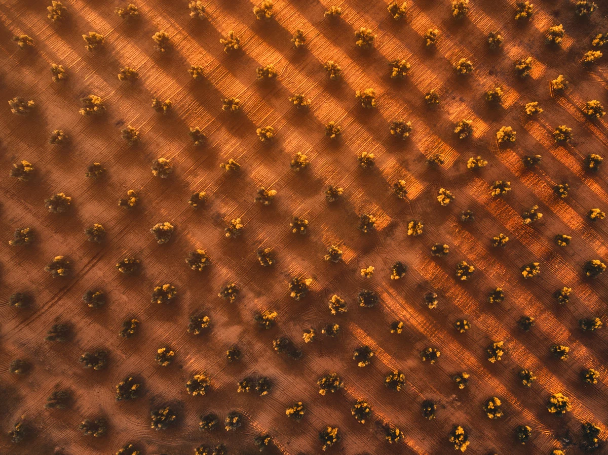 Fields of olive trees in Spain. This drone shot claimed second prize in the Enthusiast's Landscape category of SkyPixel's 2017 Photo Contest