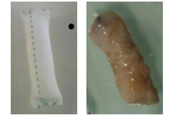 Implants containing both Glucose Oxidase and catalase, before and after implantation in a rat