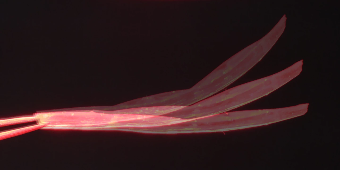 A multiple exposure of the Neusbot's salt-tolerant film body bending up and down