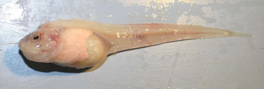 The Mariana Snailfish is the deepest-dwelling fish species discovered so far